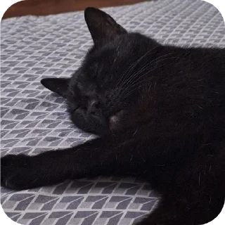 😴 emoji black kitty Telegram sticker 8 of 44