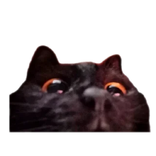 🐱 emoji black kitty Telegram sticker 19 of 44