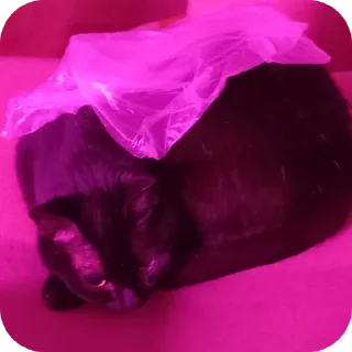 😔 emoji black kitty Telegram sticker 13 of 44
