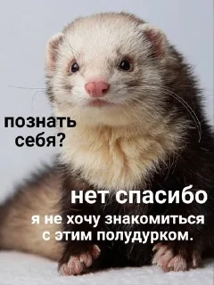 🌟 emoji Трёхэтажная_ЛЕГУЩЬКА Telegram sticker 19 of 120