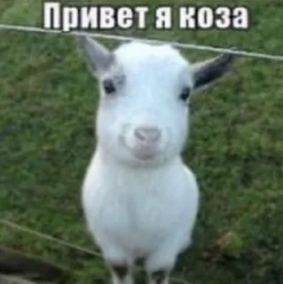 Sticker from абаюнда