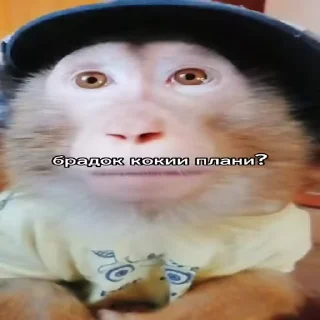 😘 emoji ЧЕФИРЧИК :: @gptVPNrbot Telegram sticker 23 of 52