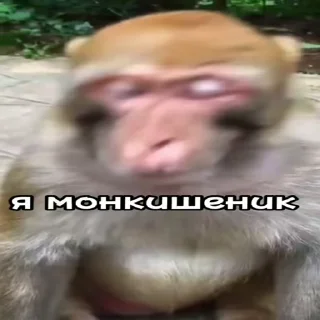 🫃 emoji ЧЕФИРЧИК :: @gptVPNrbot Telegram sticker 12 of 52
