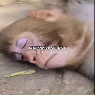 😪 emoji ЧЕФИРЧИК :: @gptVPNrbot Telegram sticker 24 of 52