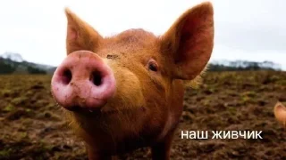 🌟 emoji Наші котики Telegram sticker 6 of 8