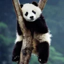 😐 emoji Lazy Panda Telegram sticker 13 of 42