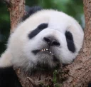 😬 emoji Lazy Panda Telegram sticker 12 of 42