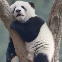 😑 emoji Lazy Panda Telegram sticker 9 of 42