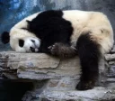 😑 emoji Lazy Panda Telegram sticker 8 of 42