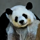 😊 emoji Lazy Panda Telegram sticker 16 of 42