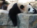 😋 emoji Lazy Panda Telegram sticker 15 of 42