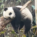 😜 emoji Lazy Panda Telegram sticker 19 of 42