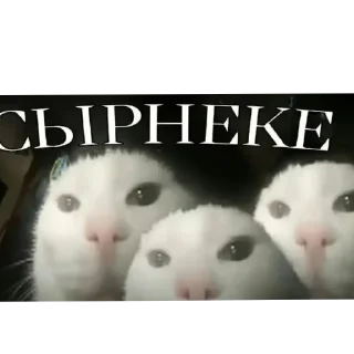 😀 emoji Стикер пак Lion'а минералки(не красть😡) Telegram sticker 7 of 66
