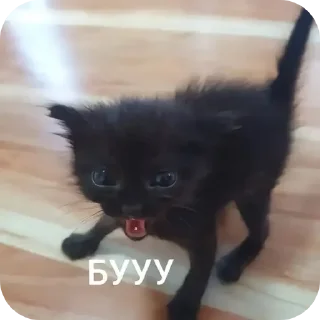 🐱 emoji Стикер пак Lion'а минералки(не красть😡) Telegram sticker 24 of 66