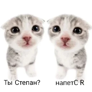 👬 emoji меня зовут степан Telegram sticker 24 of 35