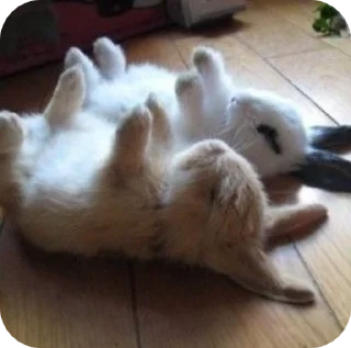 Sticker from заички