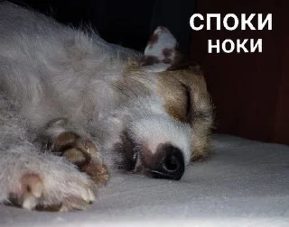 Sticker from ника жопа