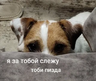 ☺️ emoji ника жопа Telegram sticker 8 of 52
