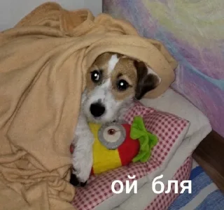 😖 emoji ника жопа Telegram sticker 18 of 52