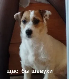 😊 emoji ника жопа Telegram sticker 15 of 52