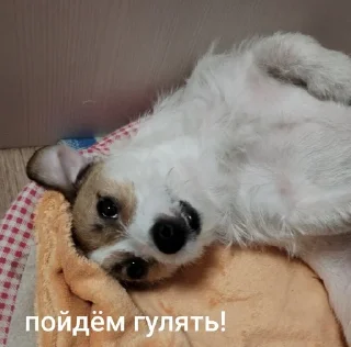 😊 emoji ника жопа Telegram sticker 21 of 52