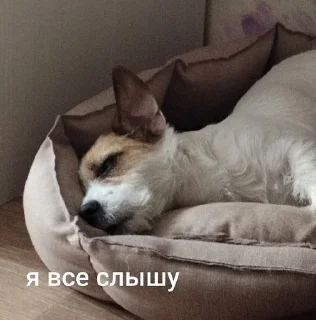 😊 emoji ника жопа Telegram sticker 14 of 52