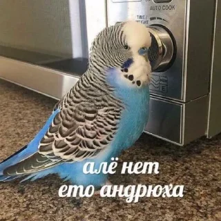 🦜 emoji s k y m a f i a Telegram sticker 14 of 80