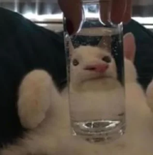 😐 emoji Котопес Telegram sticker 21 of 24