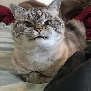 😡 emoji Котопес Telegram sticker 23 of 24