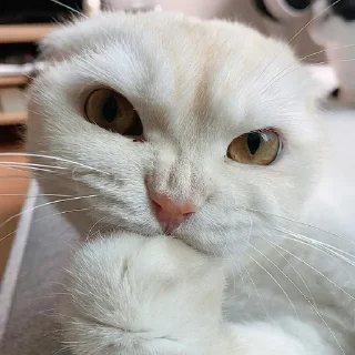 Sticker from котятки