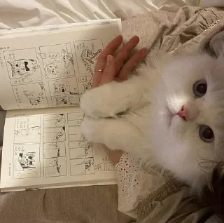 😠 emoji котятки Telegram sticker 21 of 37