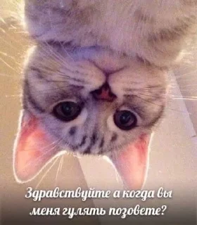 🤔 emoji котятки Telegram sticker 20 of 37