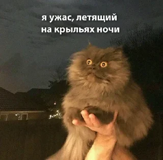 Sticker from котятки