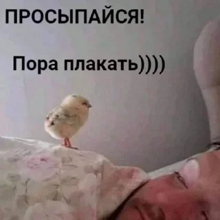 Sticker from Больше стикеров тут 👉🏽 @stikery_3