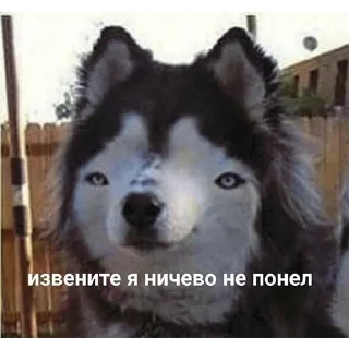 😐 emoji ПакКекыч Telegram sticker 24 of 80