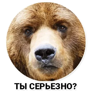 😐 emoji ПакКекыч Telegram sticker 20 of 80