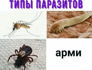 🐛 emoji АНТИ БТС Telegram sticker 14 of 34