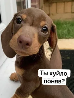 🙄 emoji Пиздатый стикерпак Telegram sticker 20 of 34