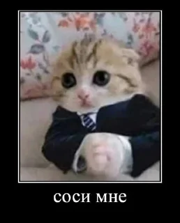 😐 emoji @ktupidboysandgirls котятки Telegram sticker 20 of 58