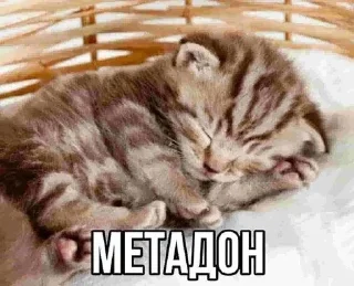 😴 emoji @ktupidboysandgirls котятки Telegram sticker 22 of 58