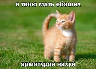 😏 emoji @ktupidboysandgirls котятки Telegram sticker 21 of 58