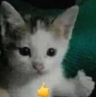 👍 emoji @ktupidboysandgirls котятки Telegram sticker 7 of 58