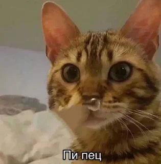 😐 emoji Жизнь Telegram sticker 23 of 72