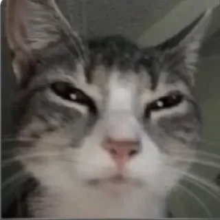 🤨 emoji Kitty Time 😼 by @wostickers Telegram sticker 11 of 27