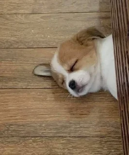 😴 emoji Холодок Telegram sticker 10 of 34