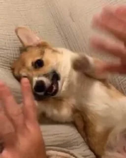 🤬 emoji Холодок Telegram sticker 16 of 34