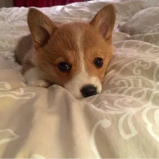 😓 emoji Холодок Telegram sticker 20 of 34