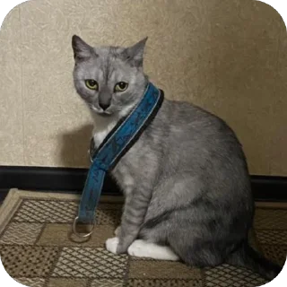 🫥 emoji Стики босса художки Telegram sticker 18 of 107
