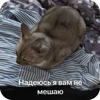 🤨 emoji Стики босса художки Telegram sticker 10 of 107