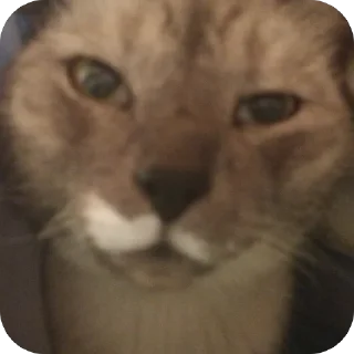 🫥 emoji Стики босса художки Telegram sticker 23 of 107